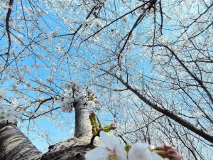 樱花视频泛黄网站在线看，海量高清资源，免费畅享无广告