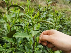 扒开看看里面有新鲜采摘的优质茶叶