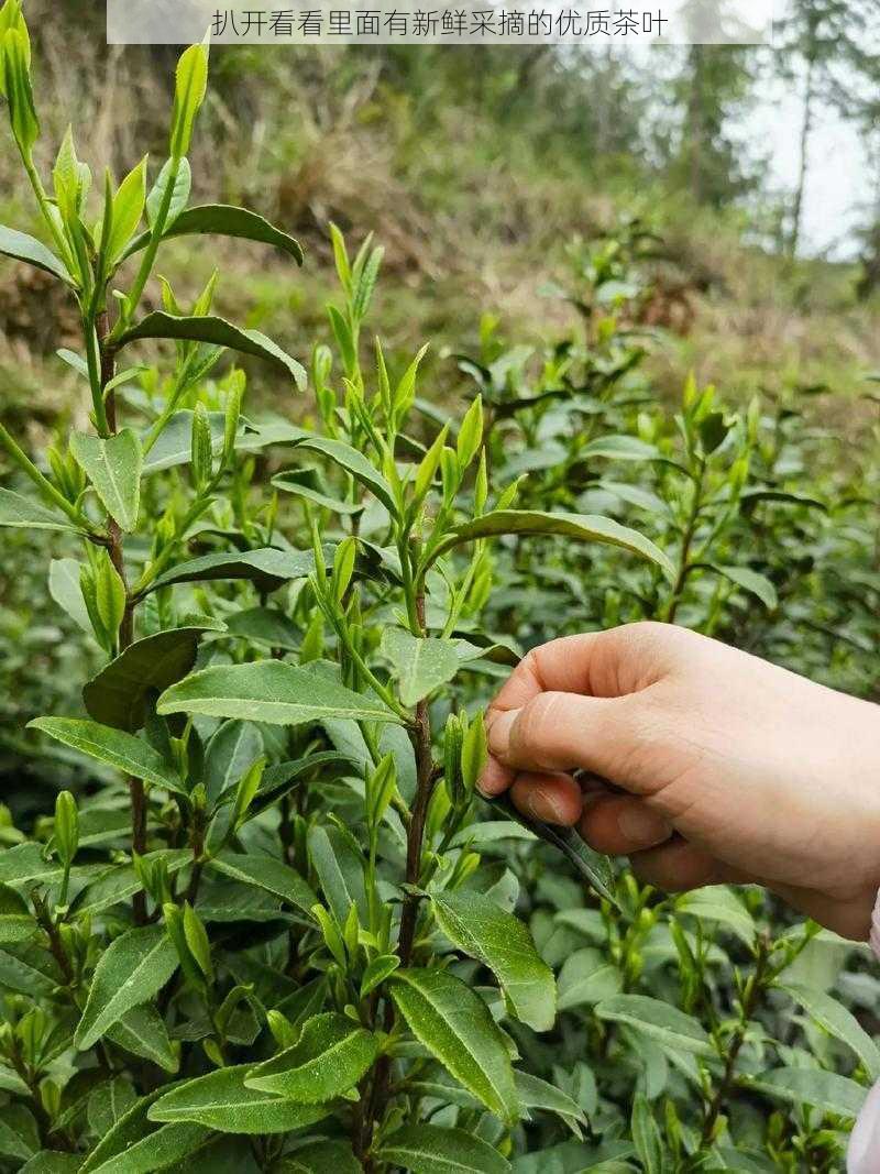 扒开看看里面有新鲜采摘的优质茶叶