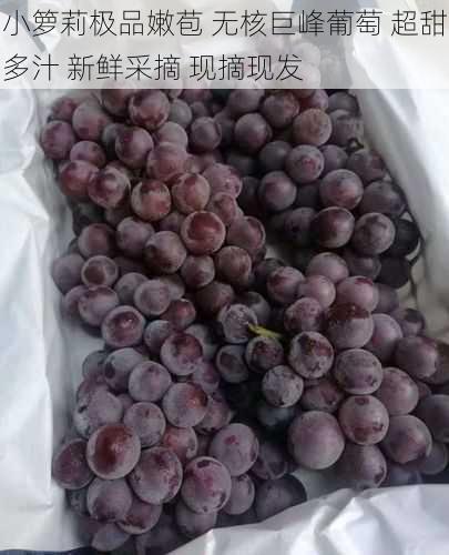 小箩莉极品嫩苞 无核巨峰葡萄 超甜多汁 新鲜采摘 现摘现发