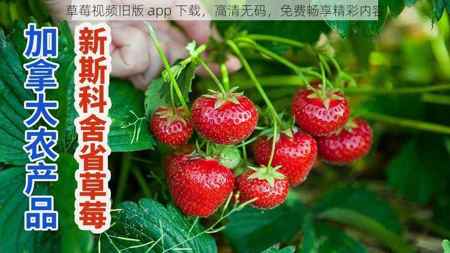 草莓视频旧版 app 下载，高清无码，免费畅享精彩内容